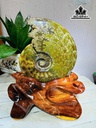 tac-pham-oc-anh-vu-hoa-ngoc-cao-22-ngang-13-cm-18kg-452443