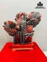 tuong-ca-xiem-doi-go-trac-cao-62-ngang-55-sau-20-cm-464127