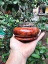 Lu-Xong-Tram-Go-Huong-1