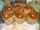 Bộ 6 Đôn Gỗ, Đôn Gốc Cây Gỗ Nu Gõ Vàng Cao 45 (cm)